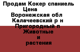 Продам Кокер спаниель › Цена ­ 1 000 - Воронежская обл., Калачеевский р-н, Пригородный п. Животные и растения » Собаки   